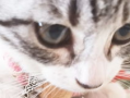 小猫咪视频,小猫咪视频集锦