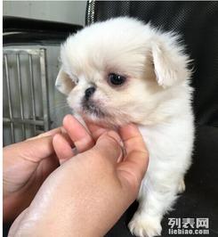 京巴狗视频,视频记录温馨日常